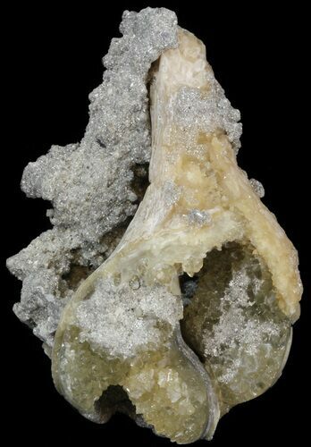 Fossil Whelk with Golden Calcite Crystals - #44602